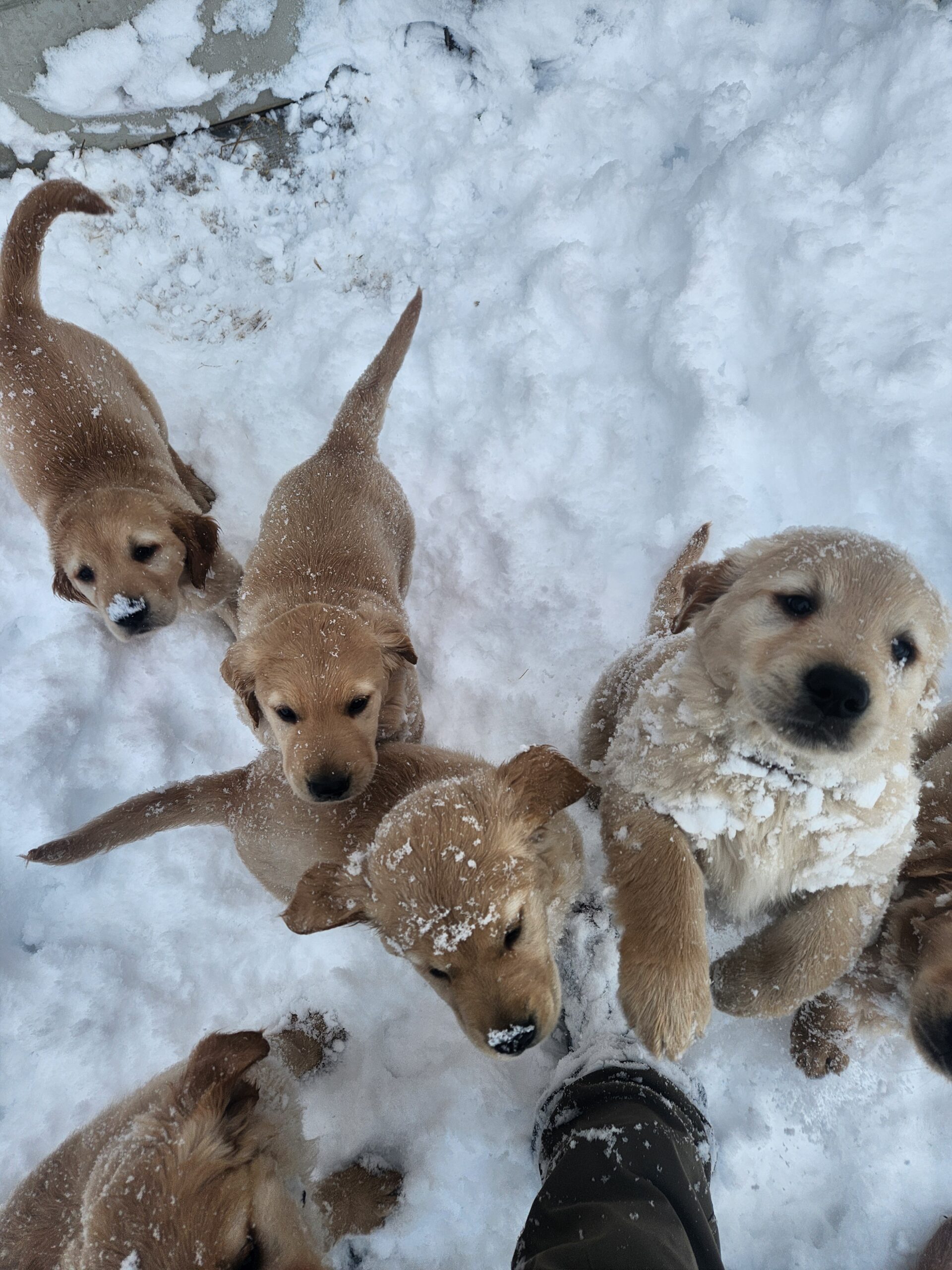 A Puppy is Not Too Late of a Christmas Gift!